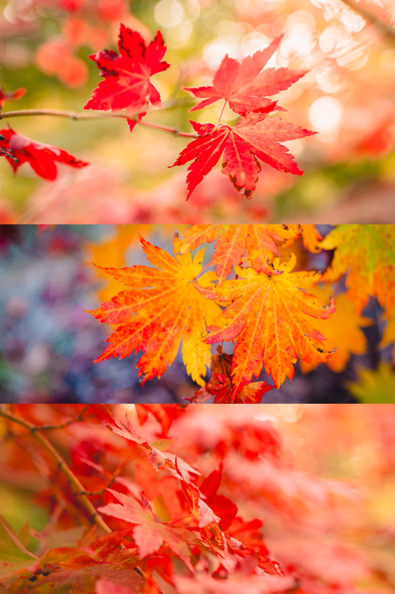 red japanese maple leaves