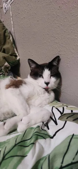 A cat laying down on a bed with his tongue out and his eyes mostly closed. His markings are similar to OP's cat.