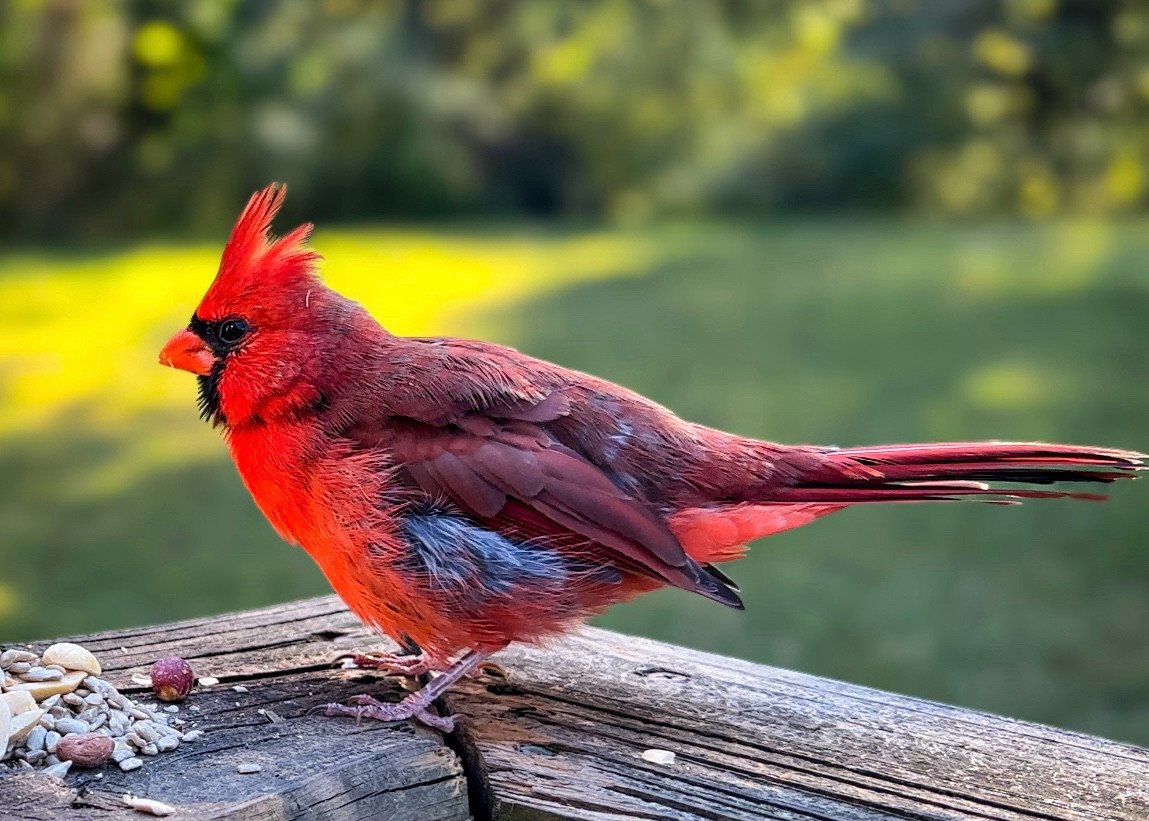 Northern Cardinal puffing himself up to maximum size