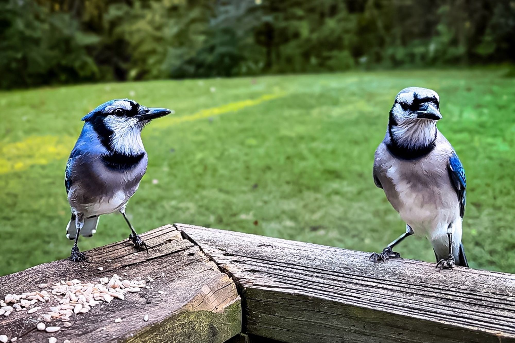 Two blue jays at the picnic