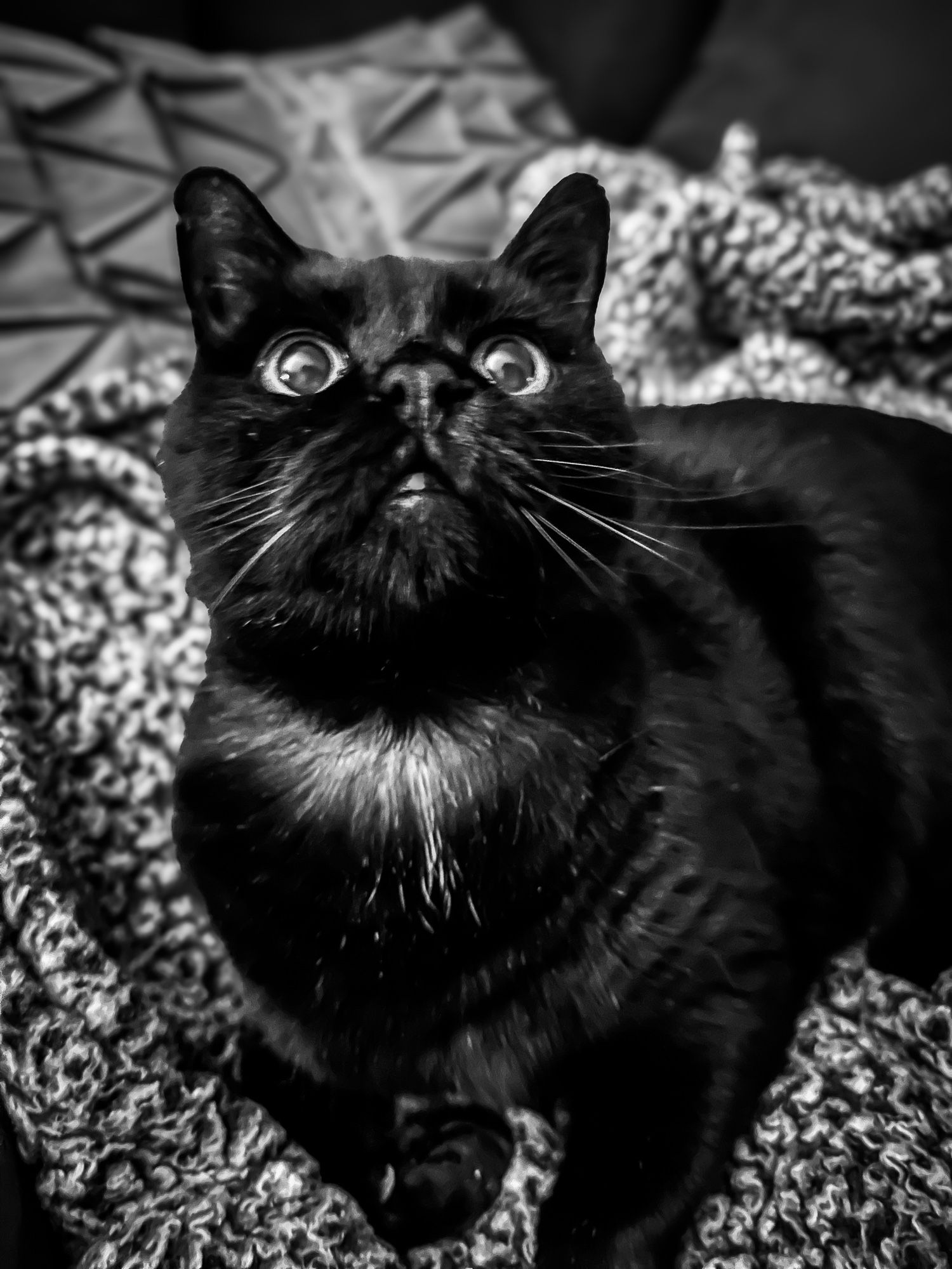 Black & white portrait of my black cat, Neo, tilting his head up, giving me sweet eyes