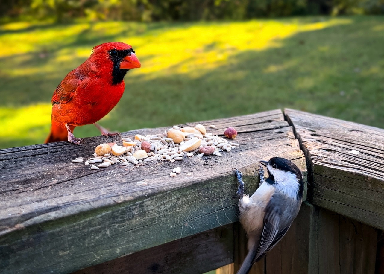 Northern Cardinal facing off with chickadee sneaking up behind him