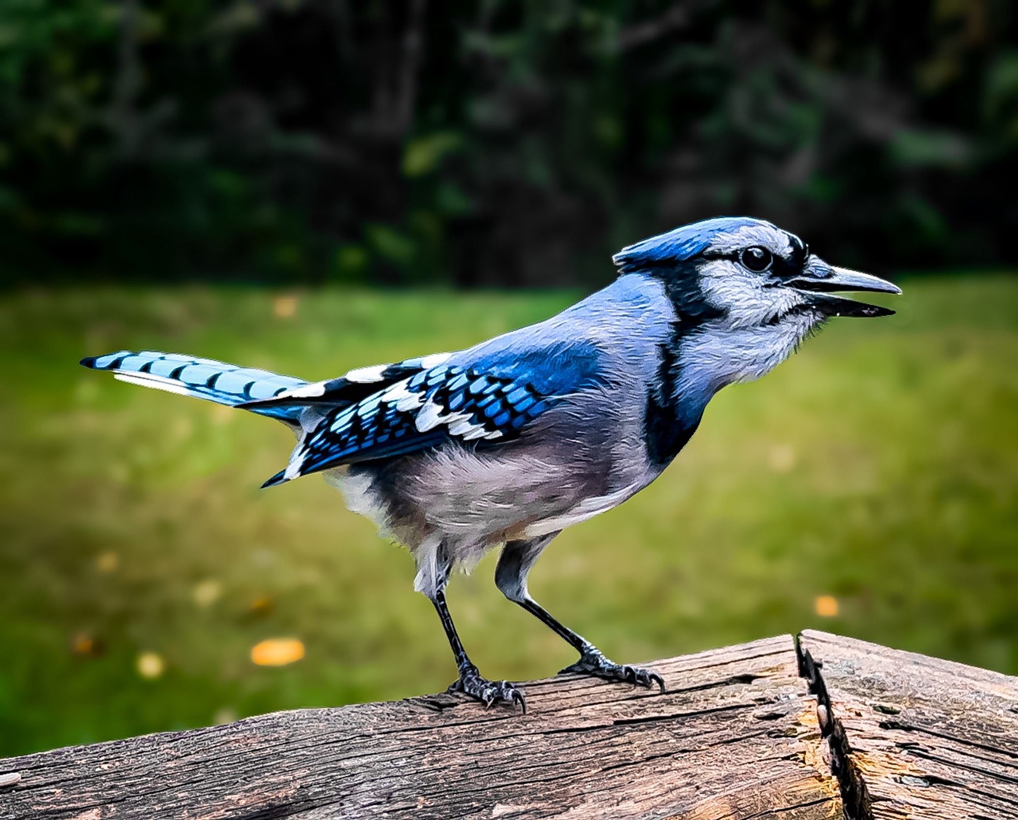 Blue Jay squawking on a wood rail 