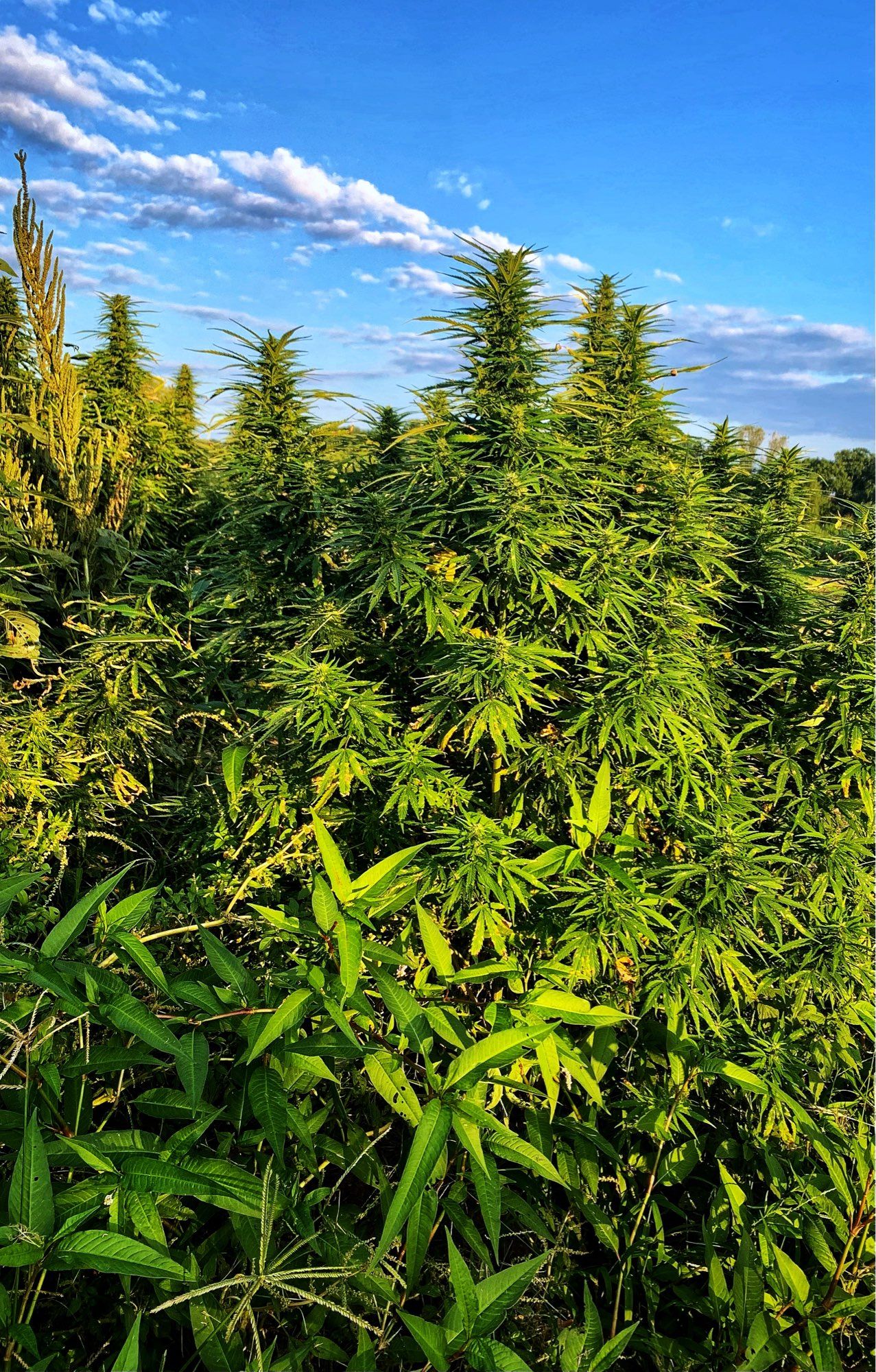 Cannabis crop just before harvest - Tennessee