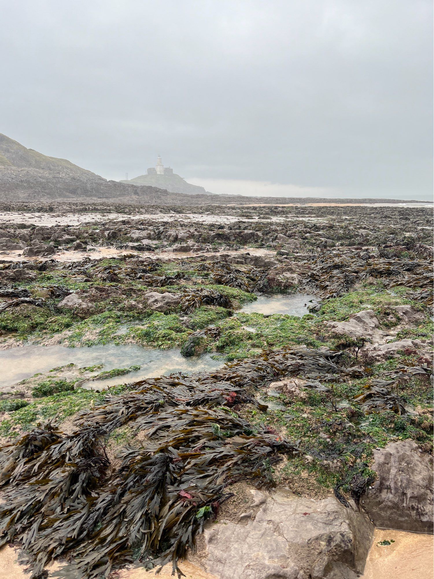 View across low-tide beach with weed covered low rocks and rockpools with a rocky mound in the distance topped by a short stubby white lighthouse fading into the mist and grey sky beyond.