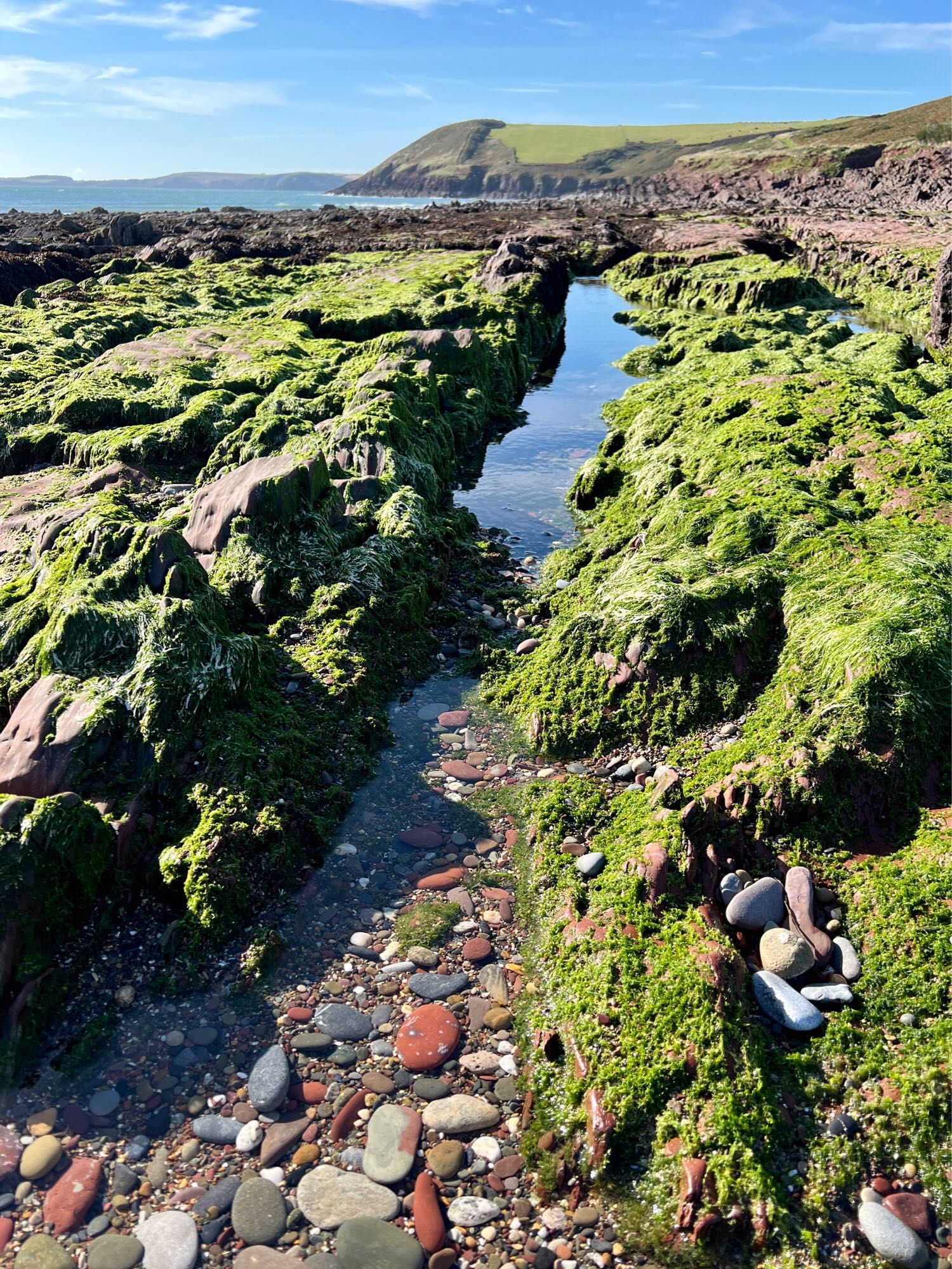 Sunny blue sky reflections in a long thin rock pool between bright green seaweed rocks on the beach at Manorbier, Pembs. A soft green headland in the distance.