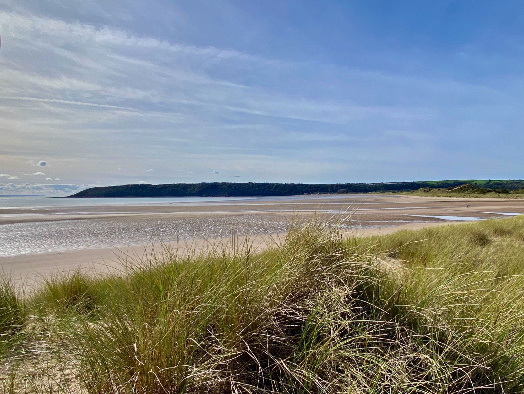 Landscape view of sunny, deserted, low tide Oxwich Bay, Gower, Wales with marram grass sand dunes in the foreground. The sands are golden with pockets of silver wet reflections. The long low Oxwich head stretches dark on the far horizon under a blue sky streaked with white high cloud.