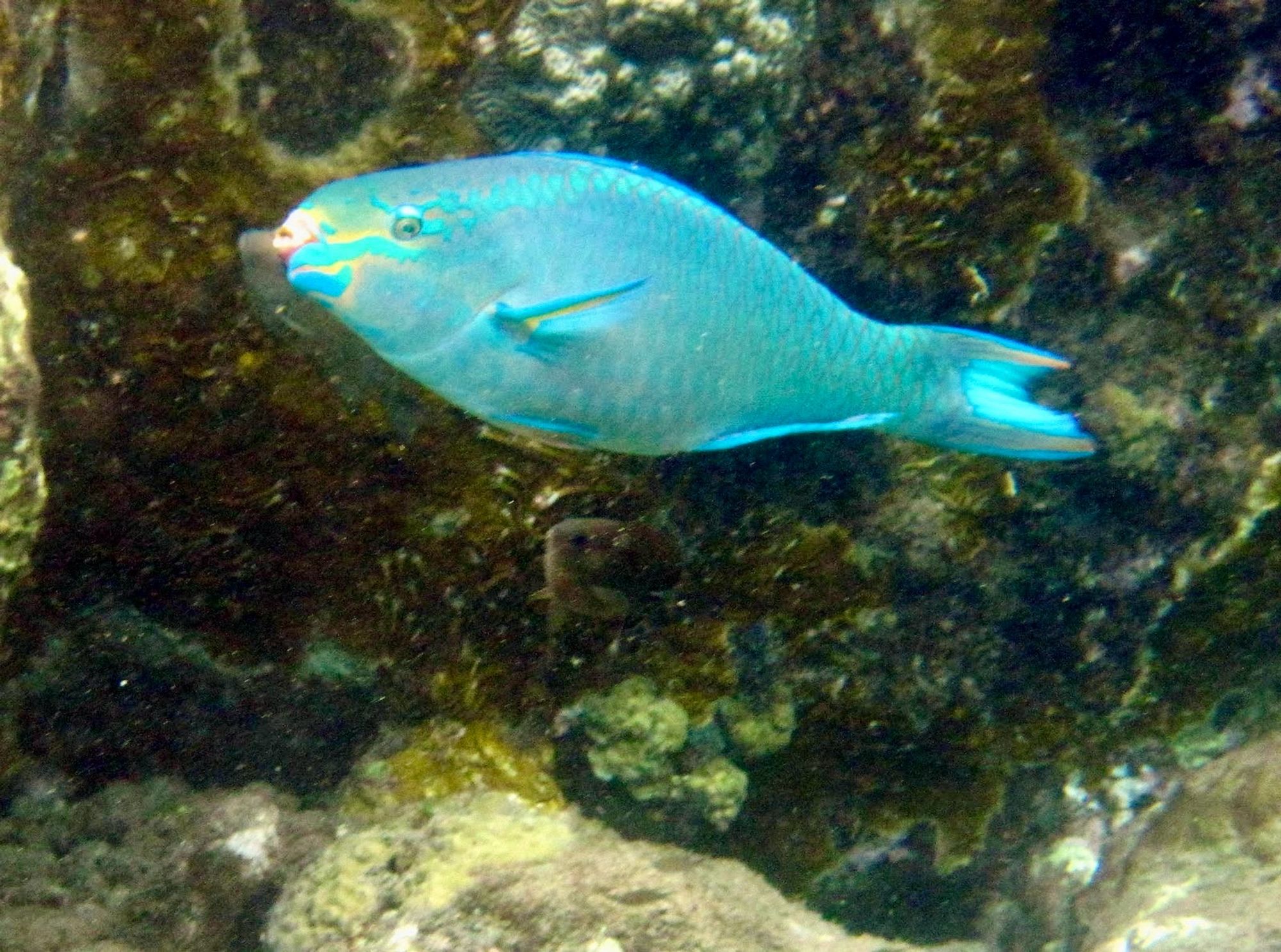 Snorkelling shot of a blue parrot fish in the Caribbean. Bright turquoise with a knowing eye, rasping lips and bright yellow markings around the head.