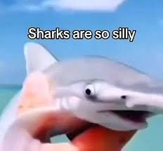 silly shark looking at the camera with the caption "Sharks are so silly"