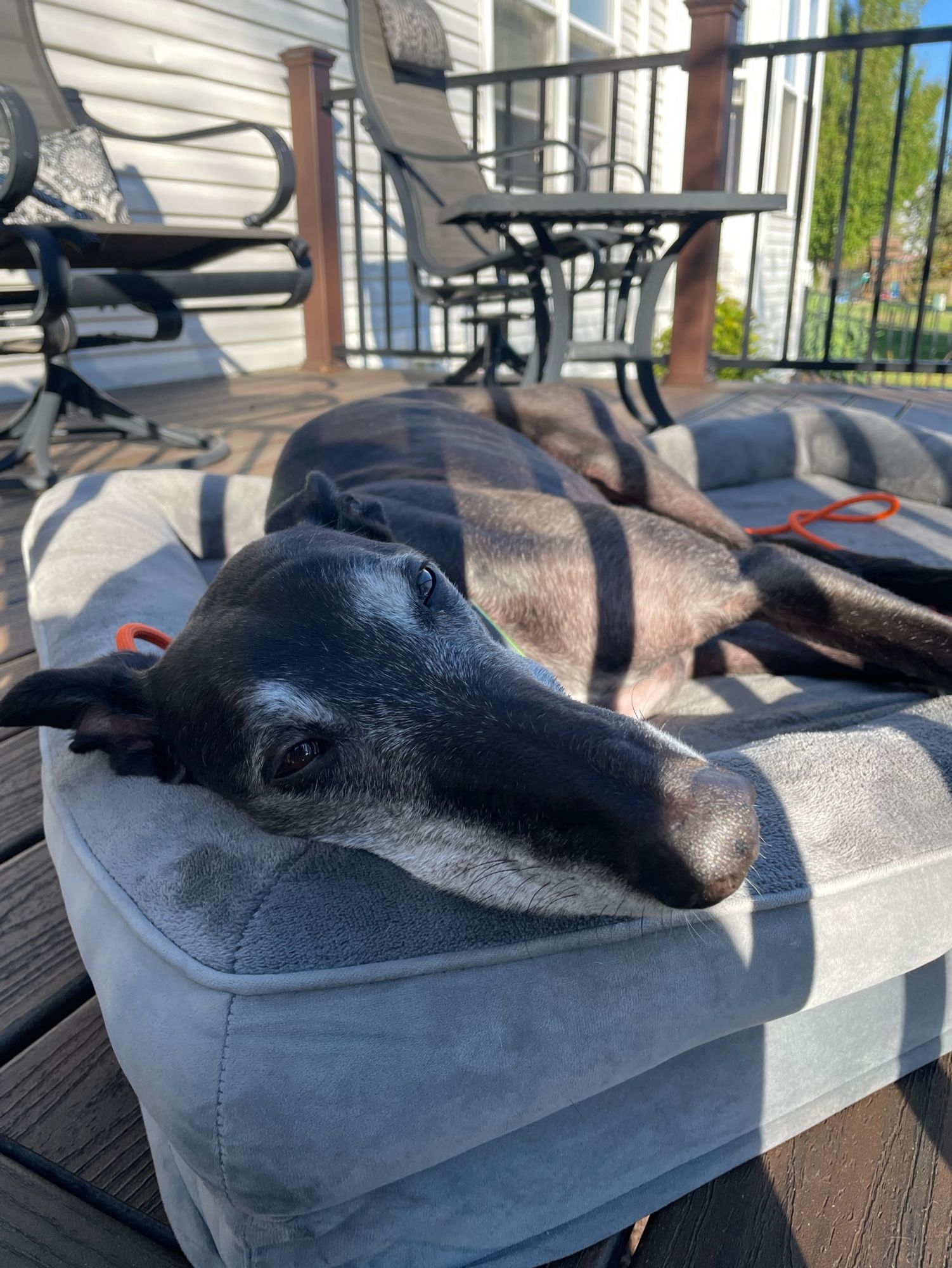 A handsome frosty faced black greyhound relaxing on a sunny morning