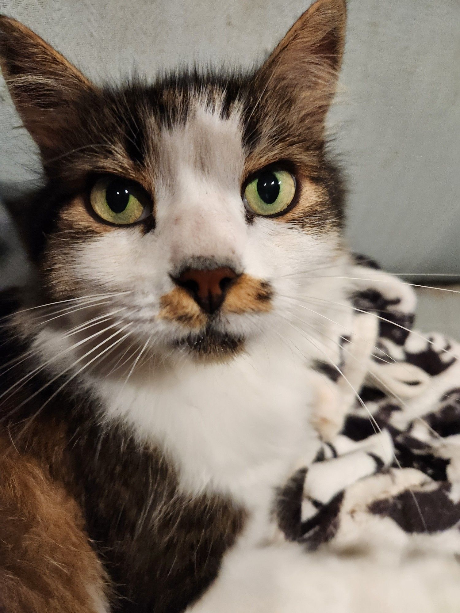 A white and brown cat looking directly at the camera with pale blue-green eyes