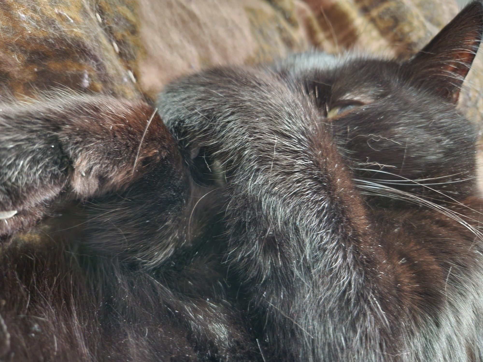 Up close photo of a black cat curled up and partially hiding his pretty face