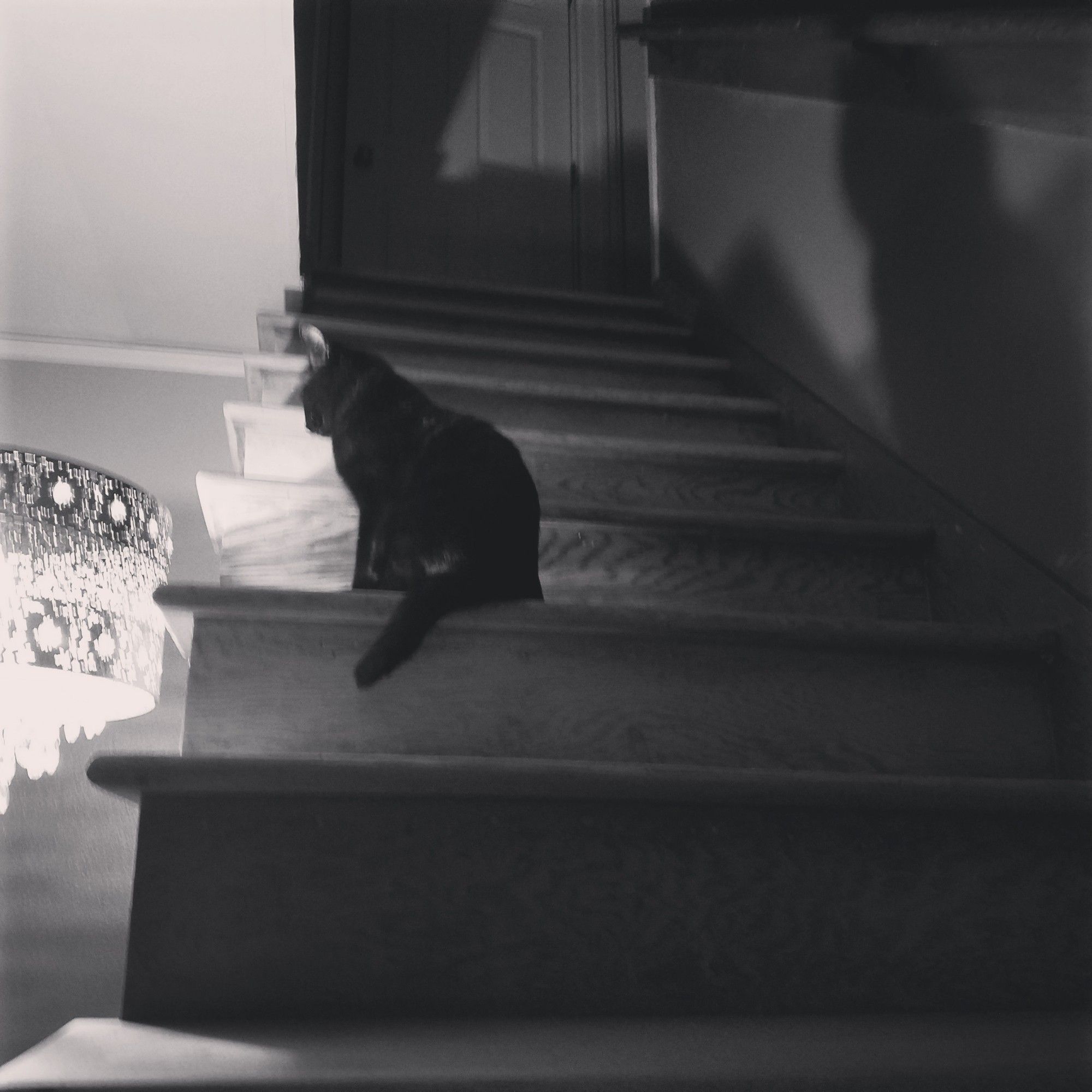 A black & white photo of a black cat with a loooming shadow on a staircase next to a glowing lamp