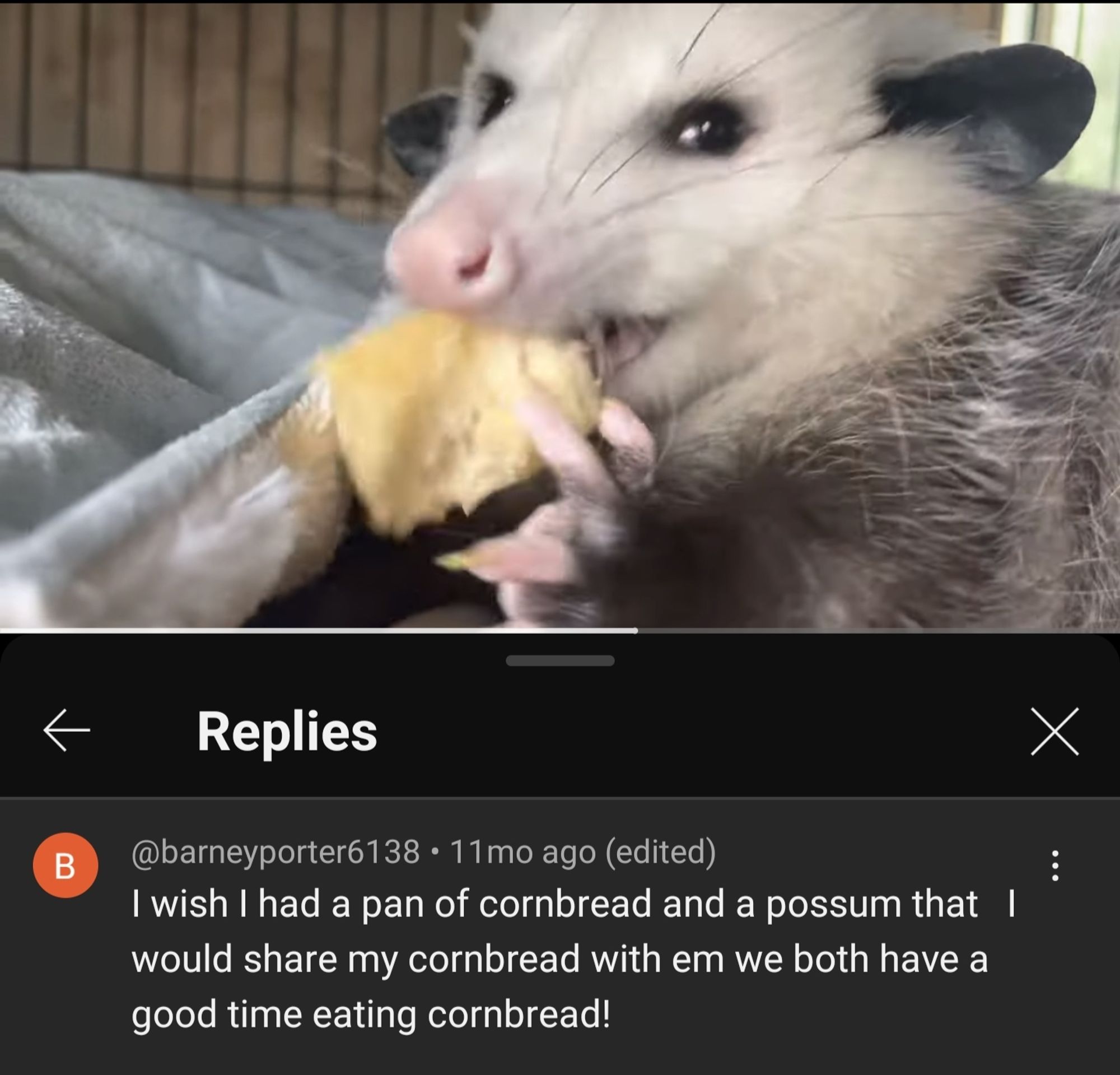 Youtube screenshot of a video of an opossum eating cornbread and top comment from barneyporter6138 which says "I wish I had a pan of cornbread and a possum that I would share my cornbread with em we both have a good time eating cornbread!"