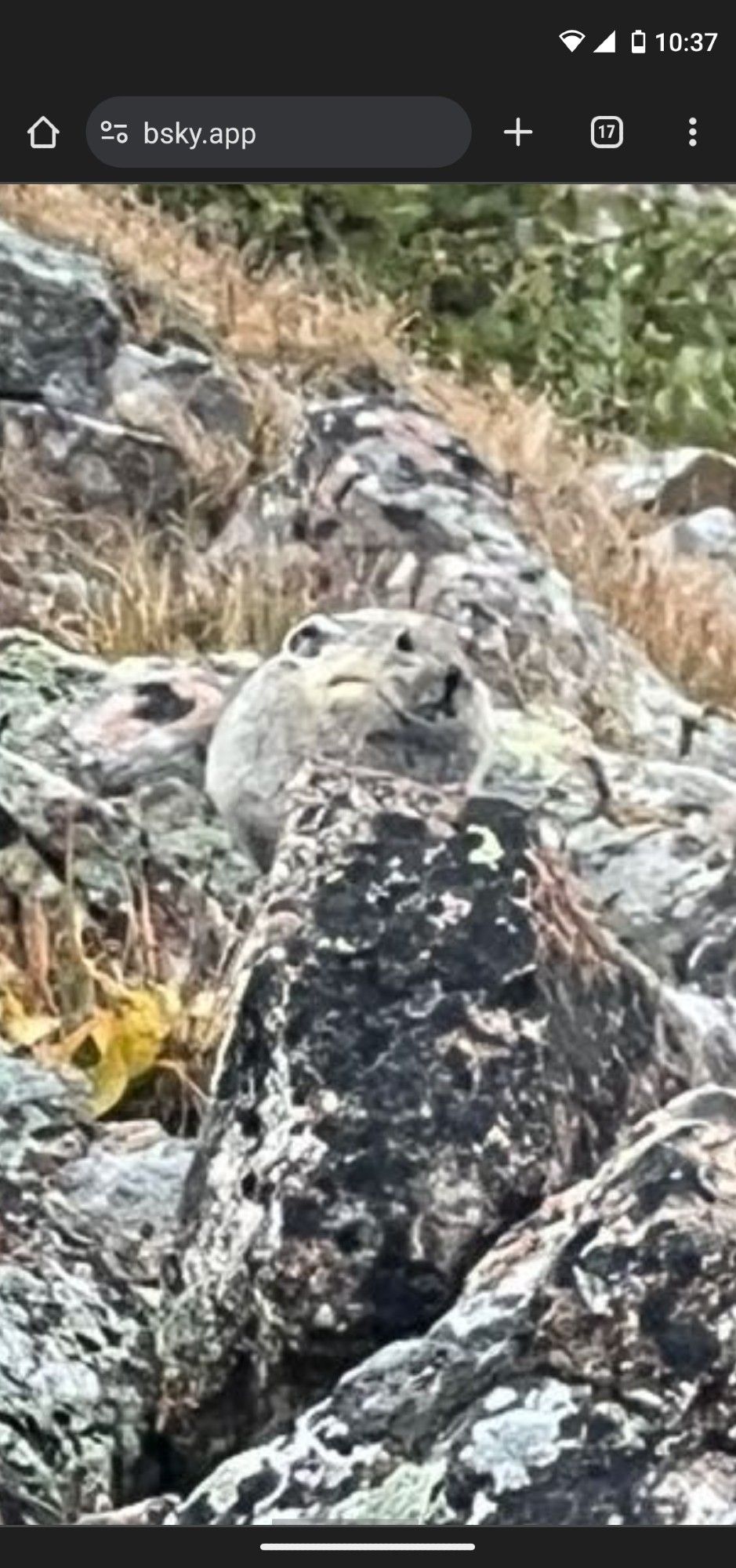 Zoomed in on post to show a very round pika sitting on a rock