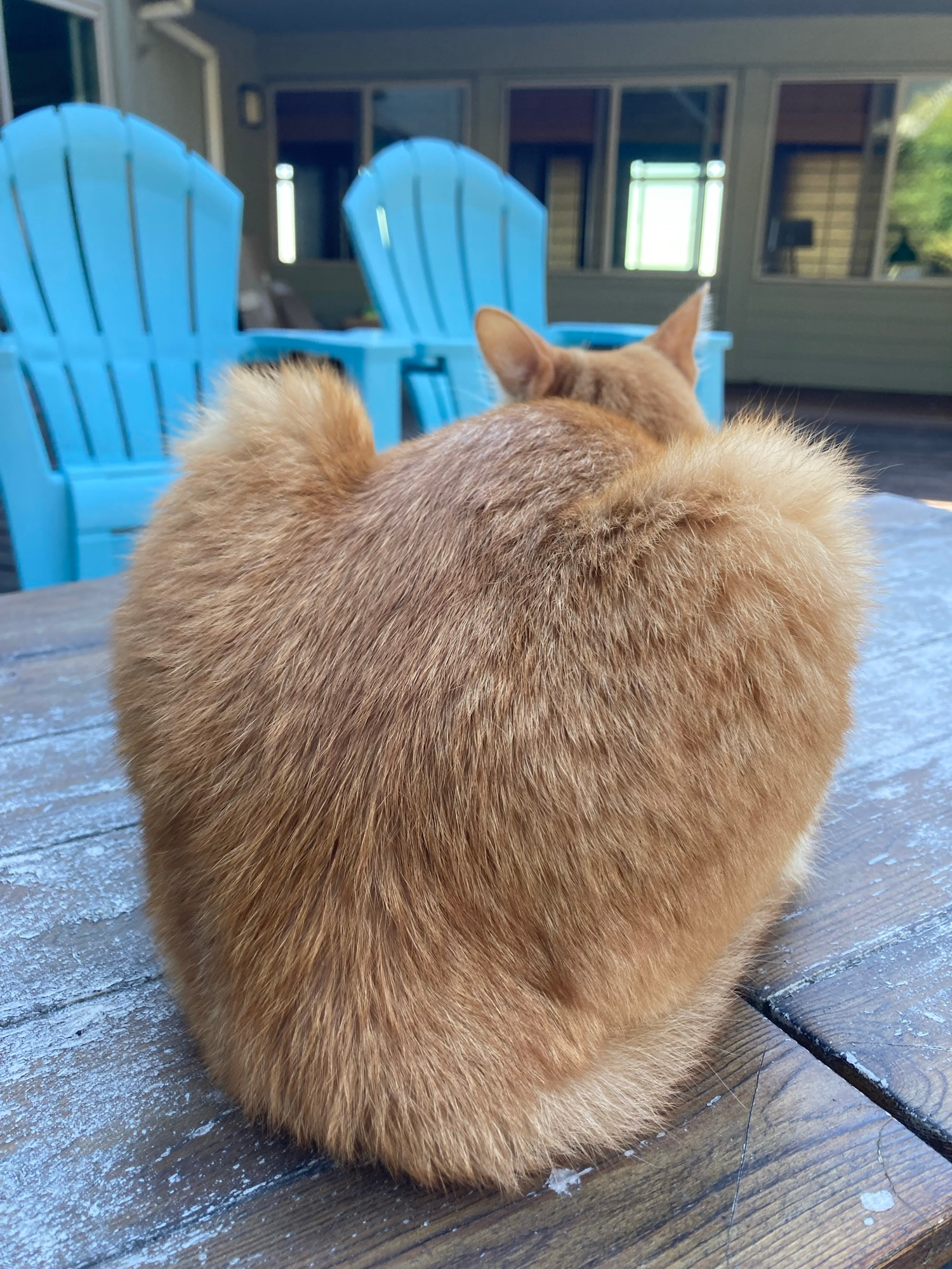 a rear view of an orange cat crouched on an outdoor table top, showing his formidable haunches, the better to jump with Grandma!