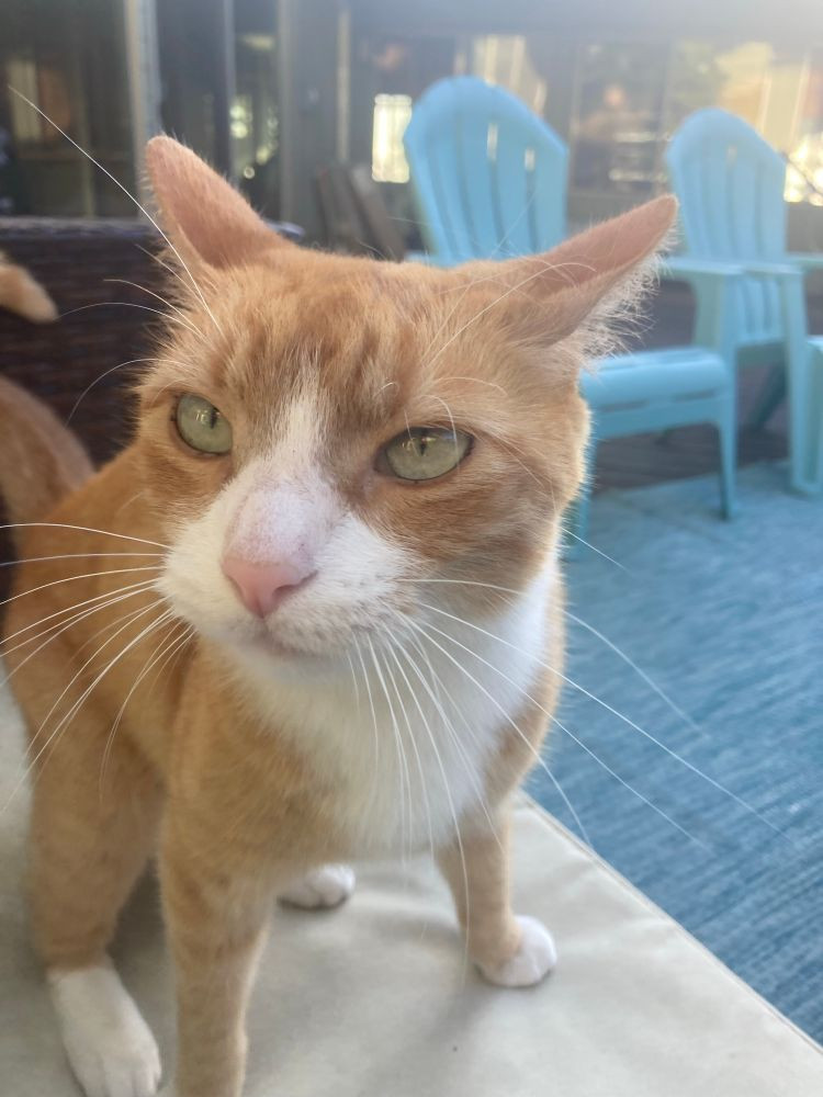 stanced up orange cat with white face, chest and feet, green narrowed eyes, and a lethal pink nose, standing on patio sofa cushion.