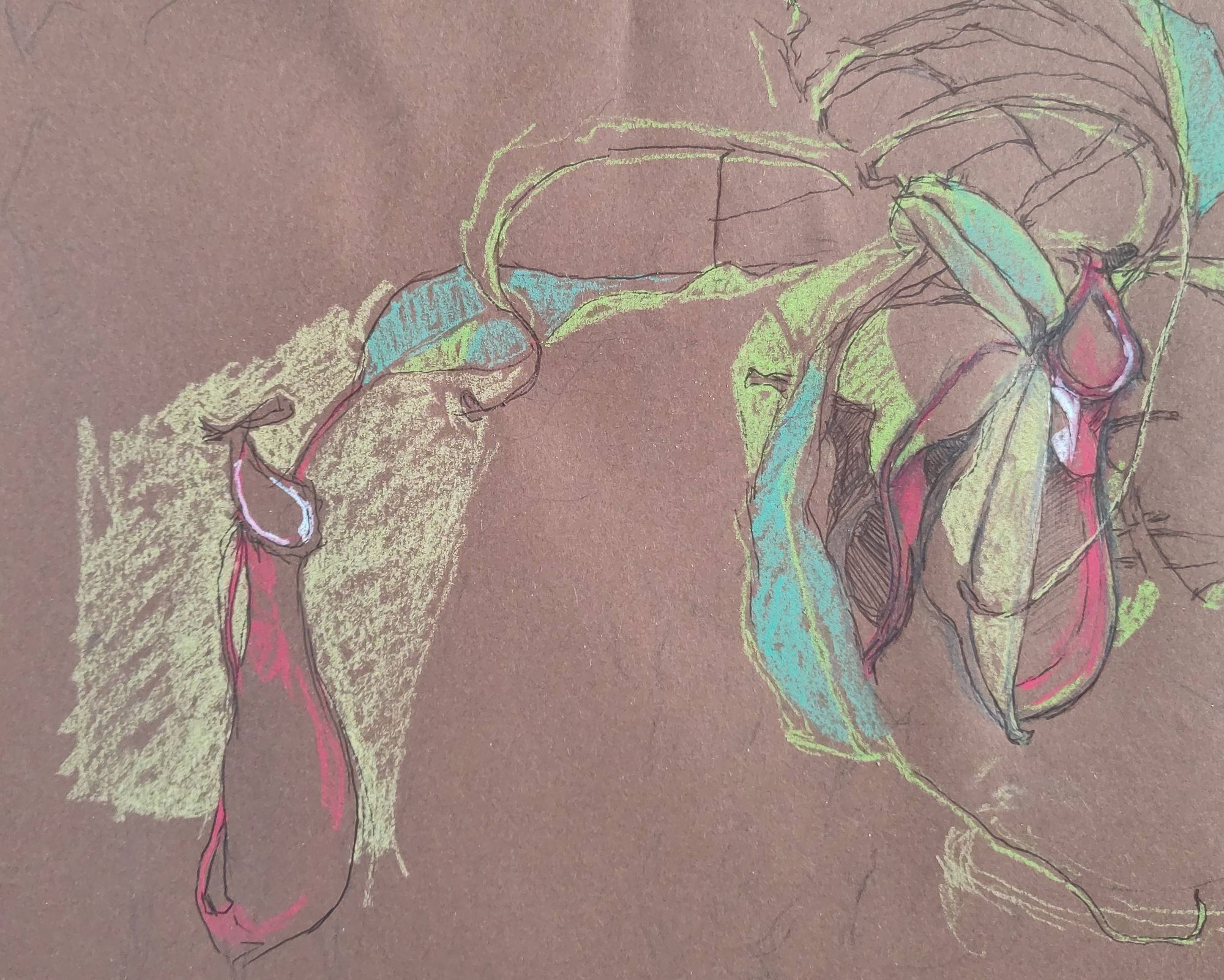 Nepenthes x ventrata 'Monkey Cups' pitcher plant drawing by Kathryn Garner. Charcoal pencil on brown paper.