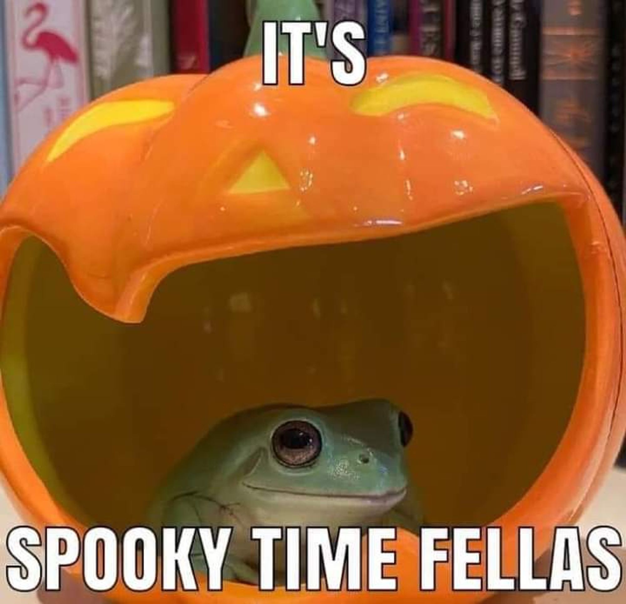 Cute frog is ready for spooky season