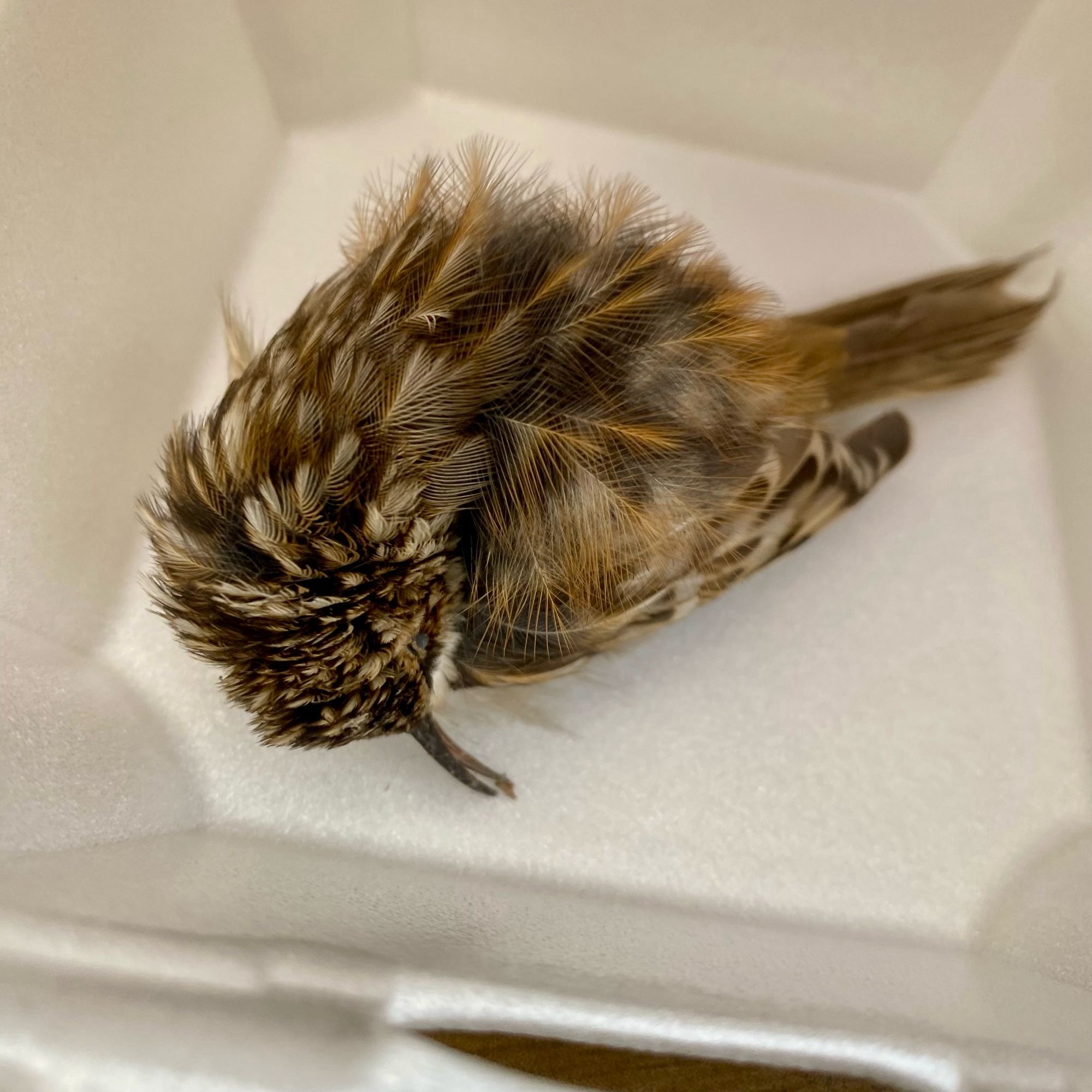 Injured migrating Brown Creeper resting in a restaurant to-go container with lots of holes poked in it for fresh air. He eventually righted himself against the wall of the container.