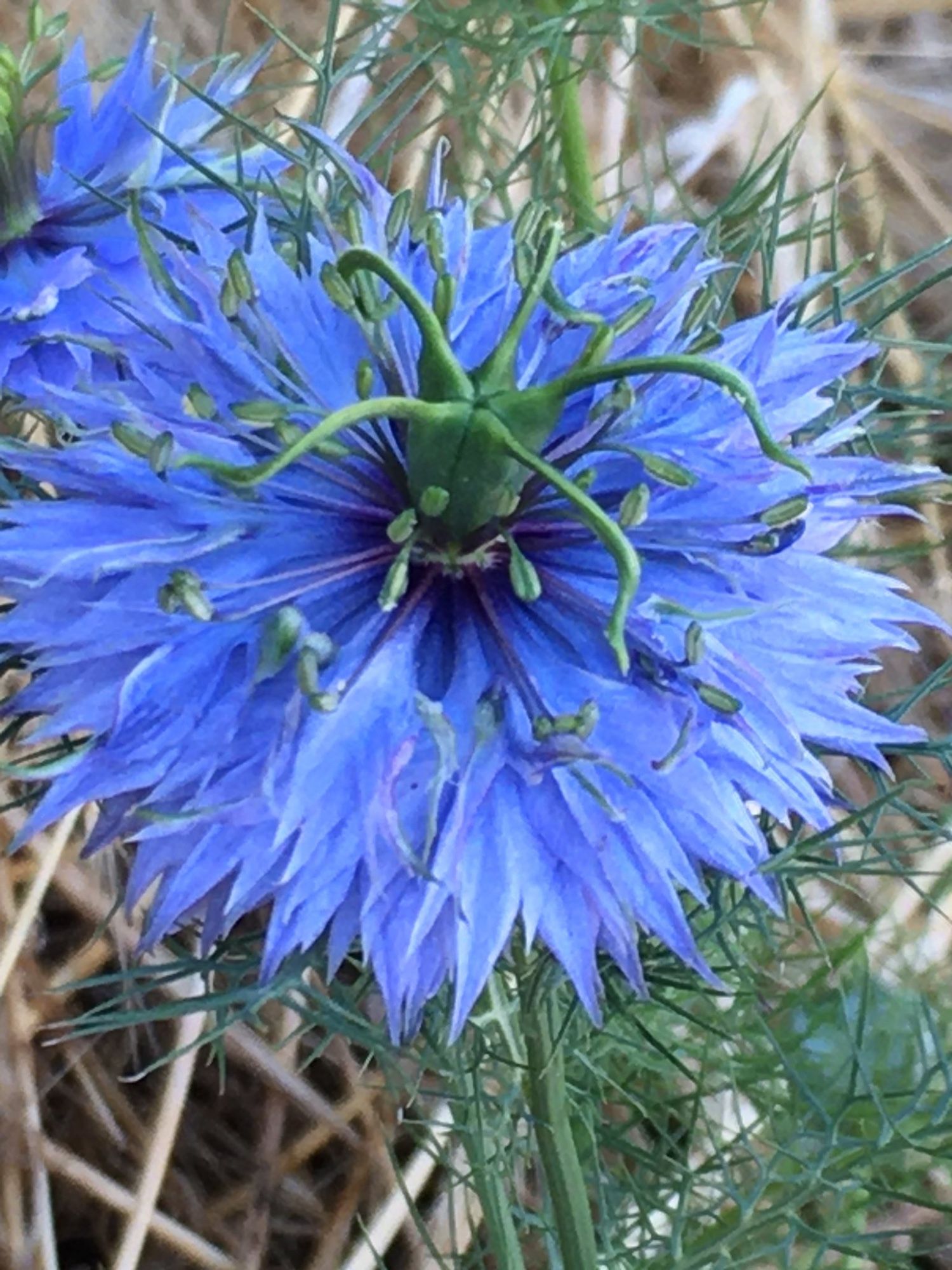 Cornflower blue flower with many petals and a green protuberance in the middle