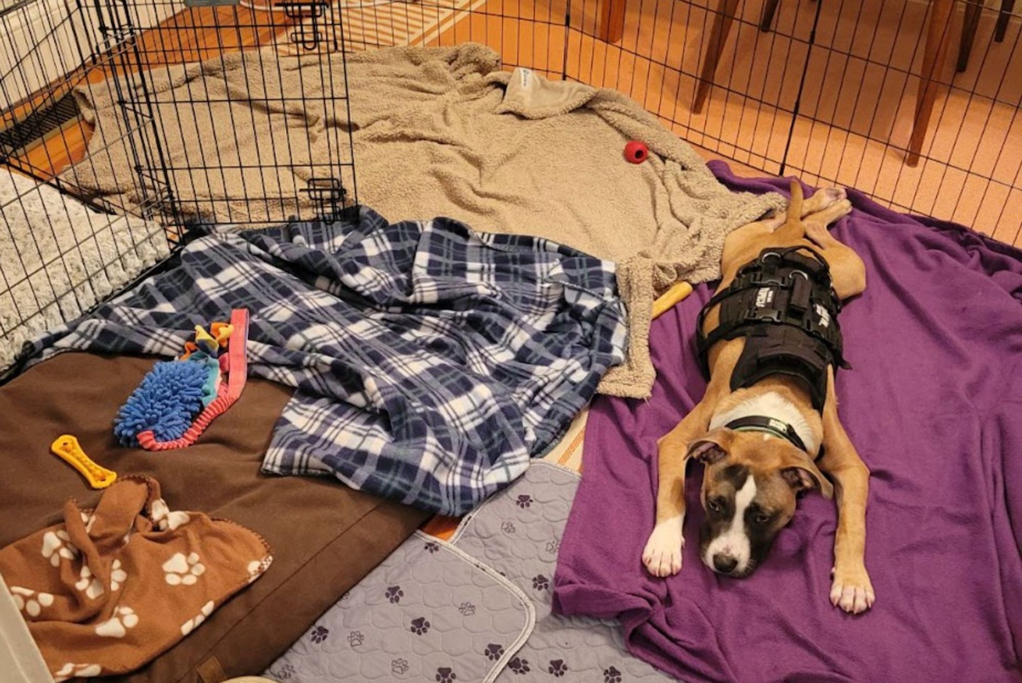 tri-color puppy stretched out on blankets and looking a little sad