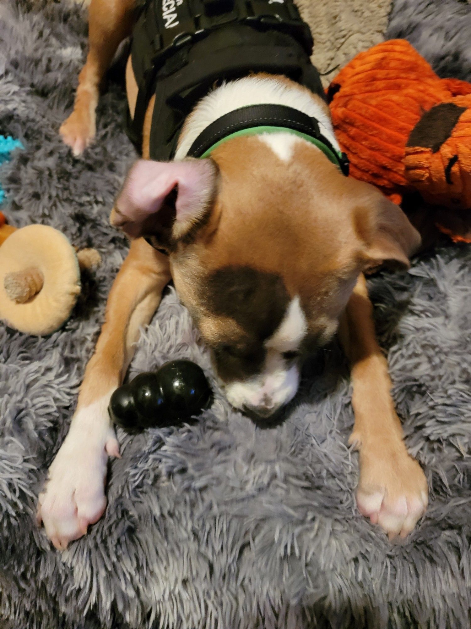 Tricolor puppy with right ear flipped back.