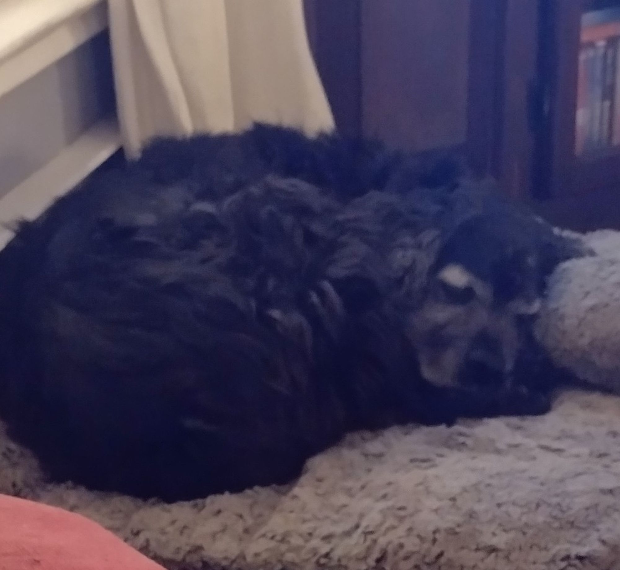 Black spaniel, butt against the radiator