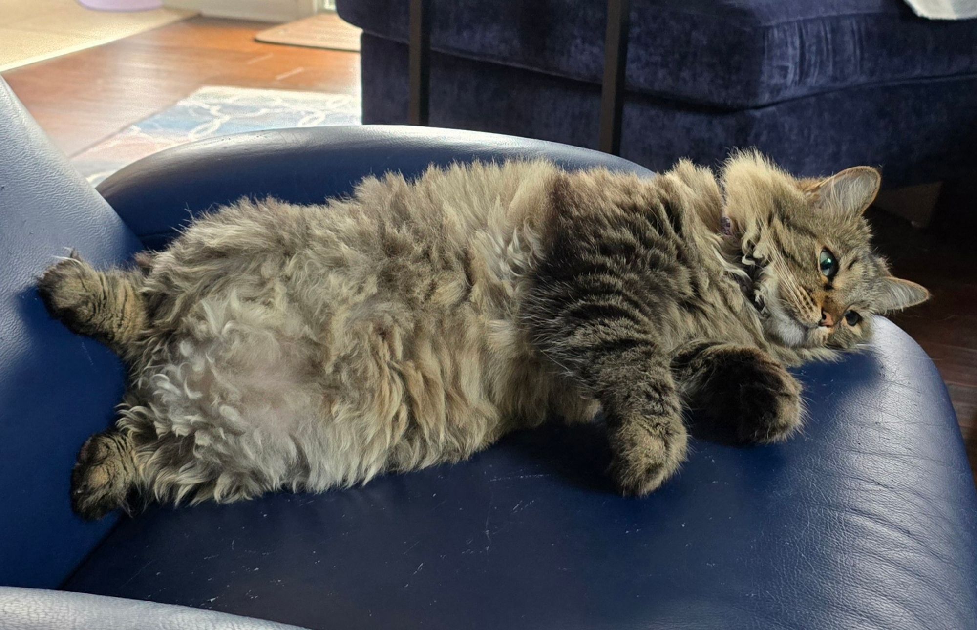 Shorty the cat, splayed on a blue chair