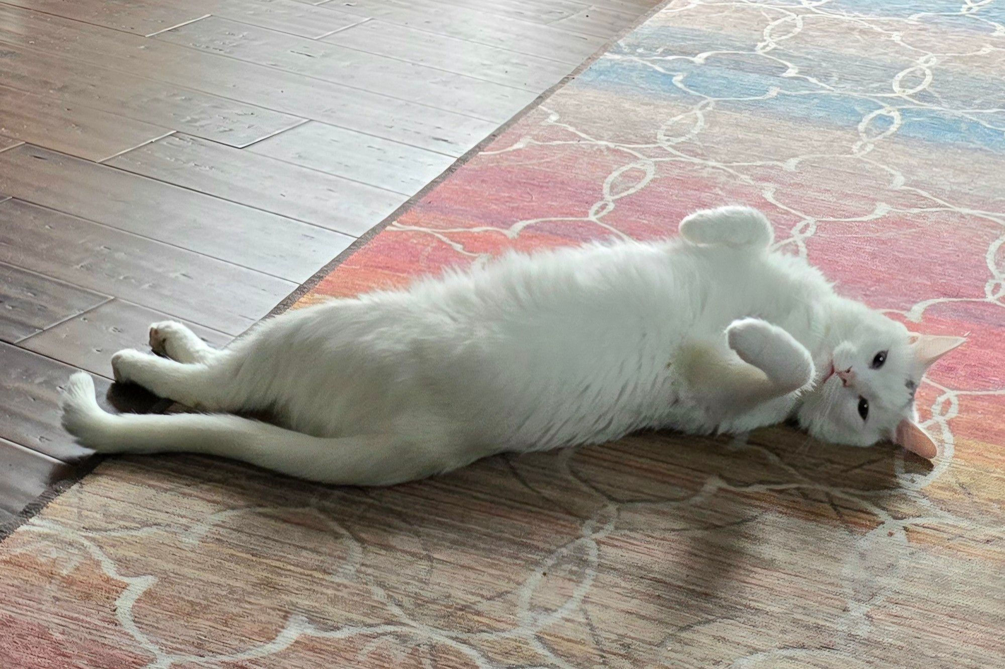 Blanche the cat, splayed on her back on a rug