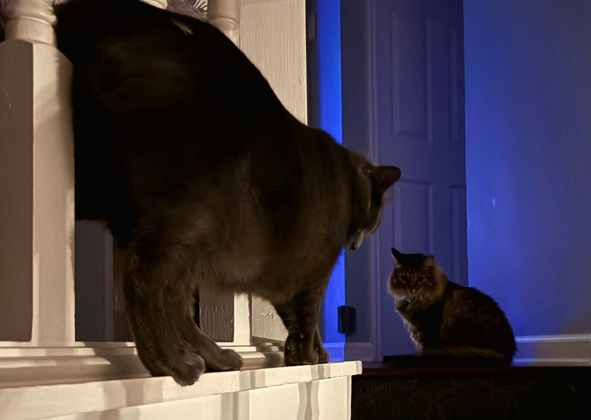 Stella the cat on the foreground on stair rail, seemingly 5x larger than Shorty the cat, who is sitting on top stair. Spooky blue backlight.