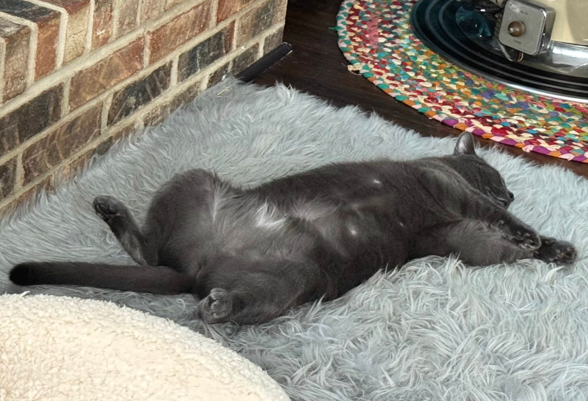 Stella the cat, sleeping splayed on her back