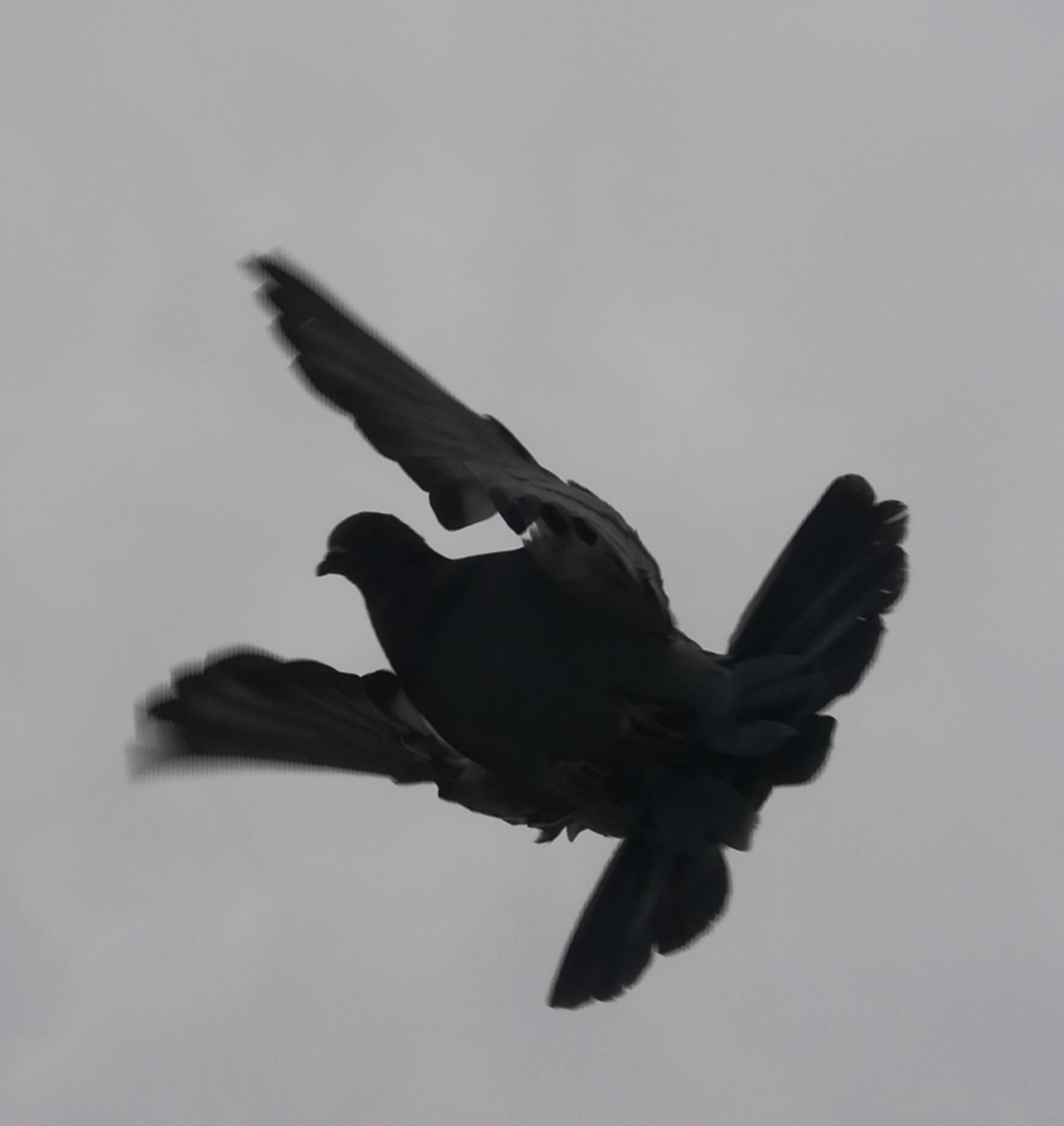 Fliegende Taube auf beiden Bildern