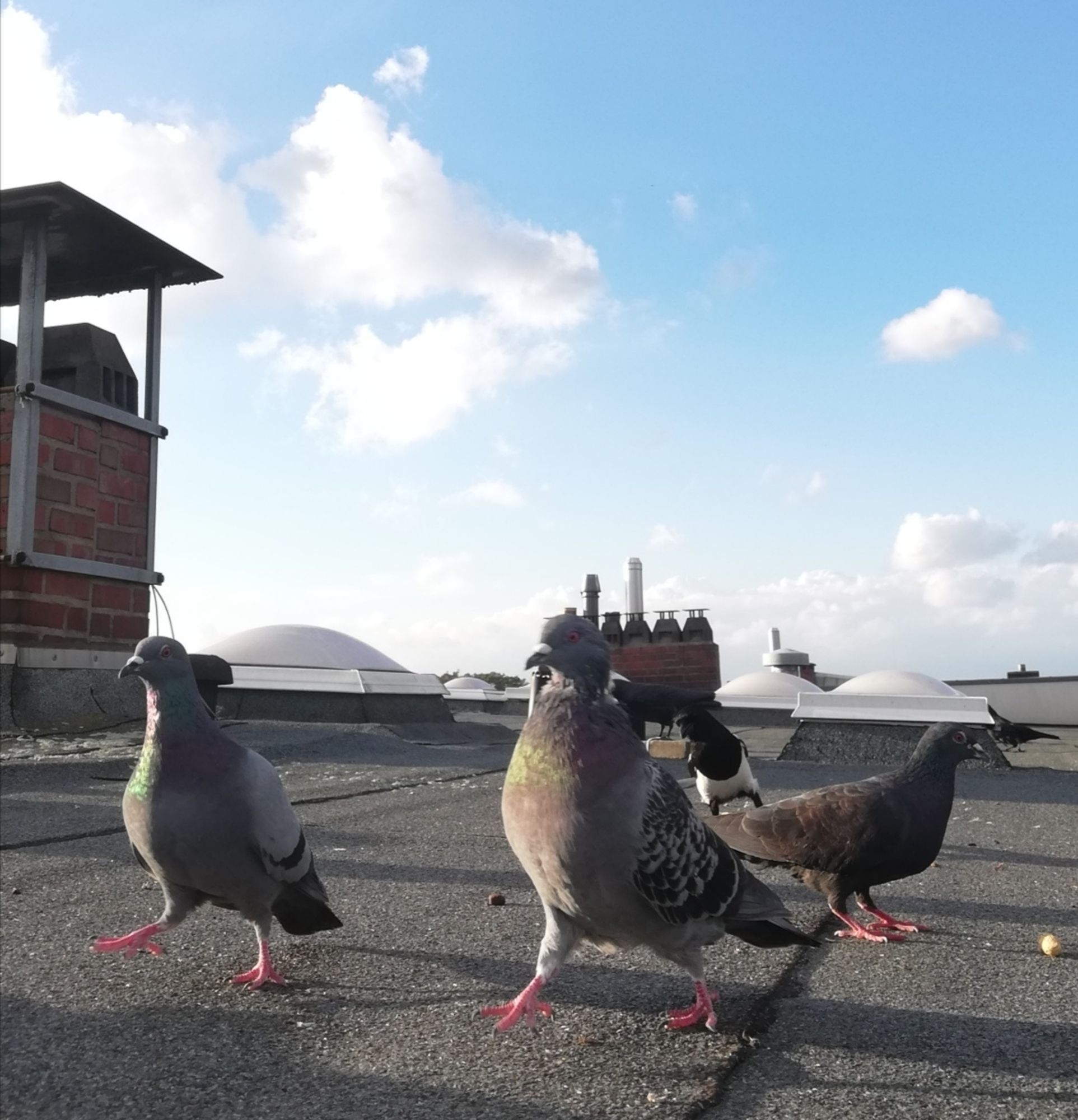 Zwei Tauben spazieren nebeneinander übers Dach, eine Taube guckt sich eine Erdnuss an und von hinten schleicht sich eine Elster an