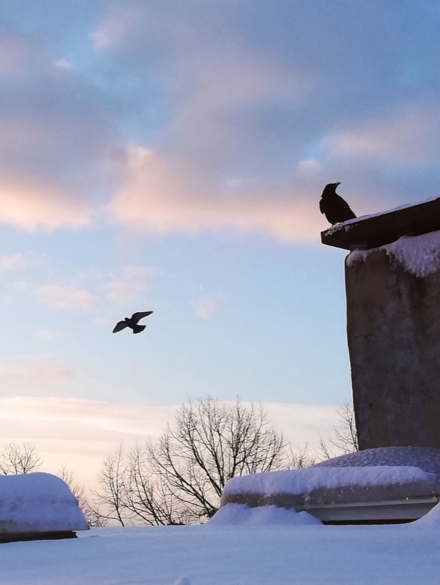 Sitzende Krähe und fliegende Taube, Schnee, Dach