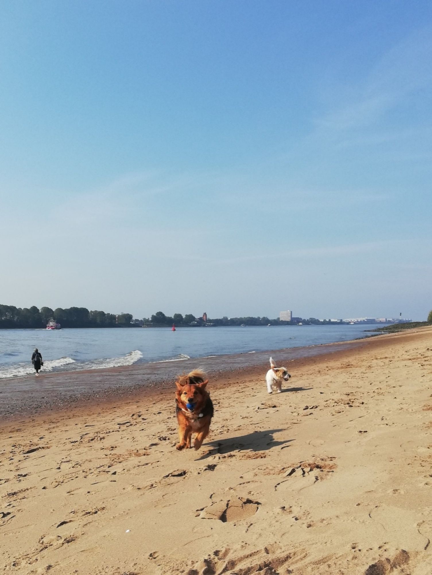 Kleine Hunde rennen am Elbstrand