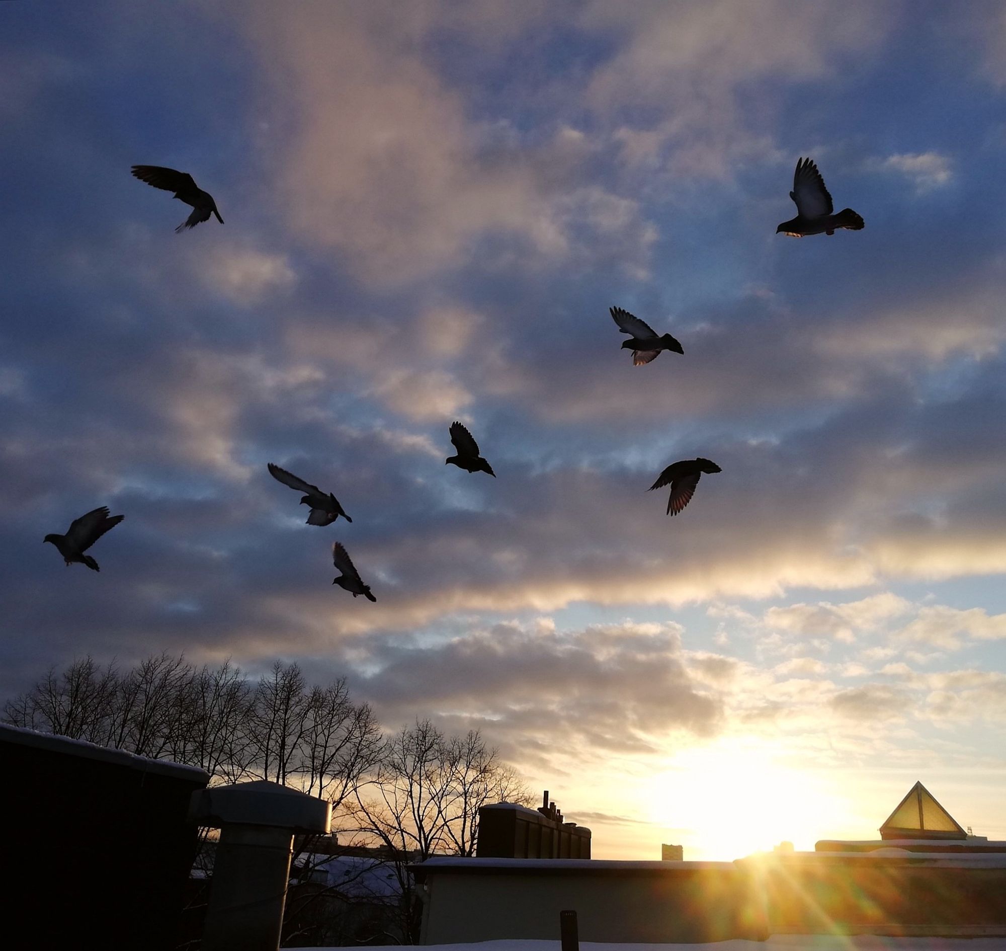 Tiefstehende Sonne, fliegende Tauben