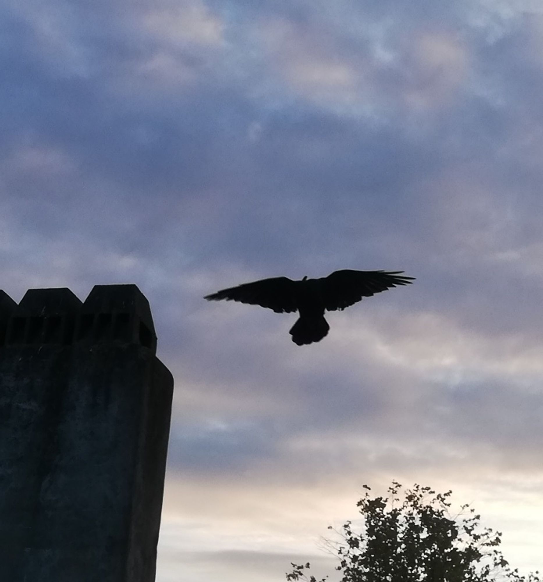 Krähe fliegt neben einem Schornstein und über einer Baumkrone, zu sehen ist sie von vorne mit ausgebreiteten Flügeln, Abendhimmel