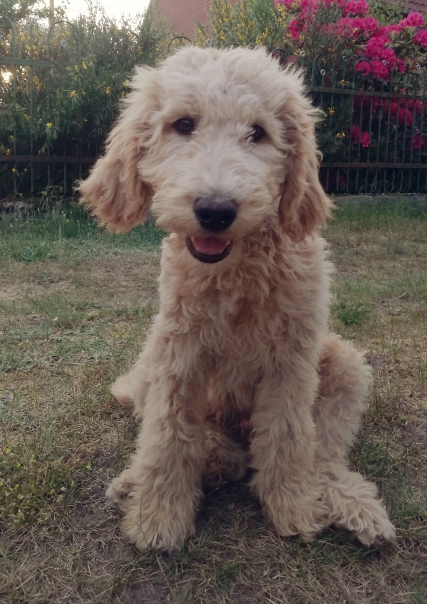 Ein heller Labradoodlewelpe