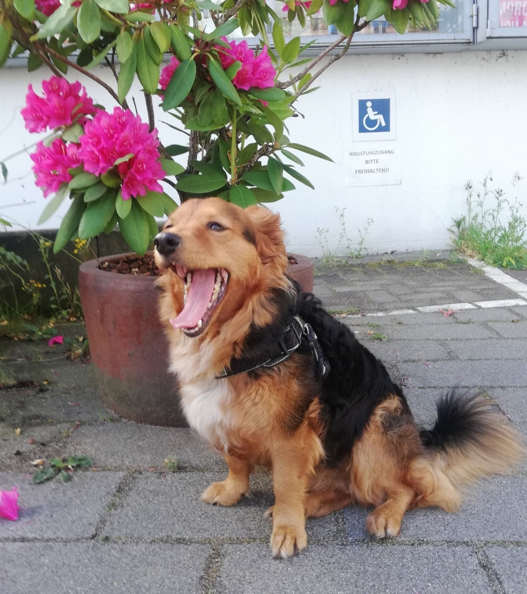 Kleiner Hund, dreifarbig und wuschelig, sitzt vor einem Kübel mit einer pinkfarbener Rhododendron und gähnt, dahinter eine weiße Wand und ein Schild, darauf ist ein Mensch im Rollstuhl und eine markierte Fläche auf dem gepflasterten Boden davor.