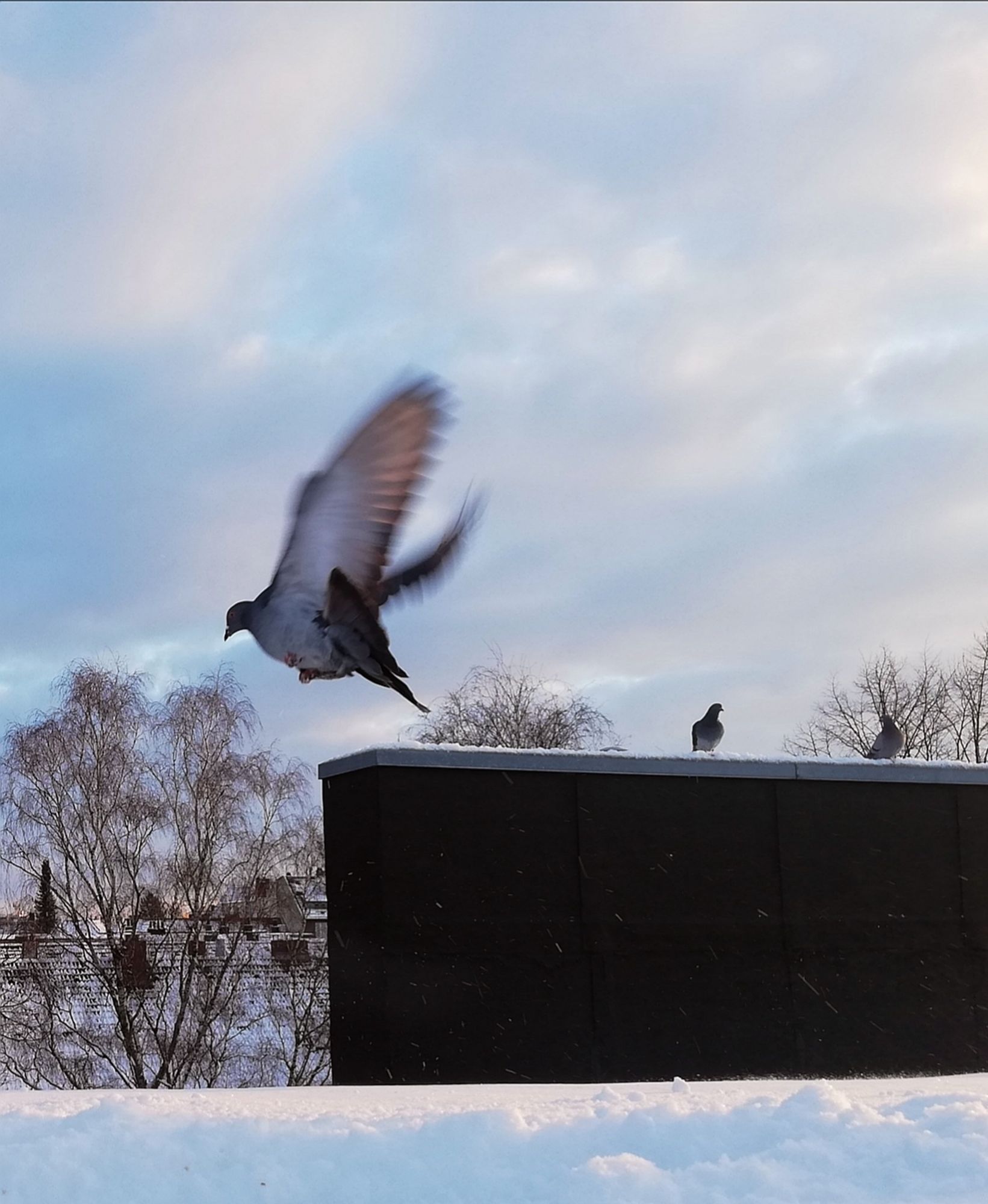 2 sitzende und eine fliegende Taube