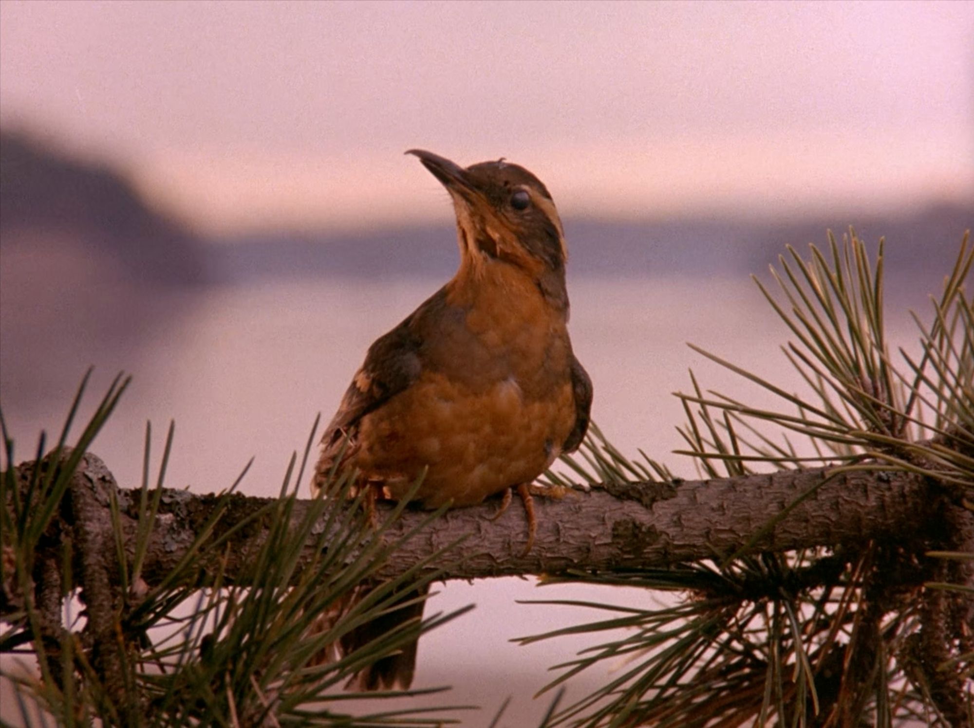 A Varied Thrush from the opening titles. Twin Peaks S01E01 - Northwest Passage.