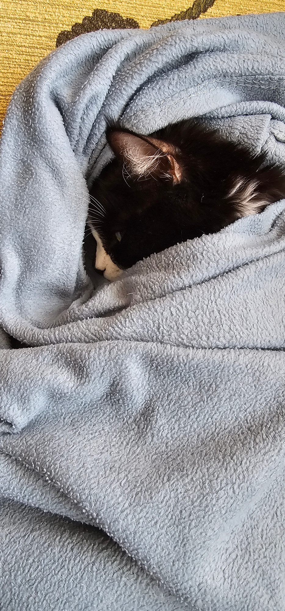 My cow cat swaddled in a blue blanket like a baby and giving me the side eye