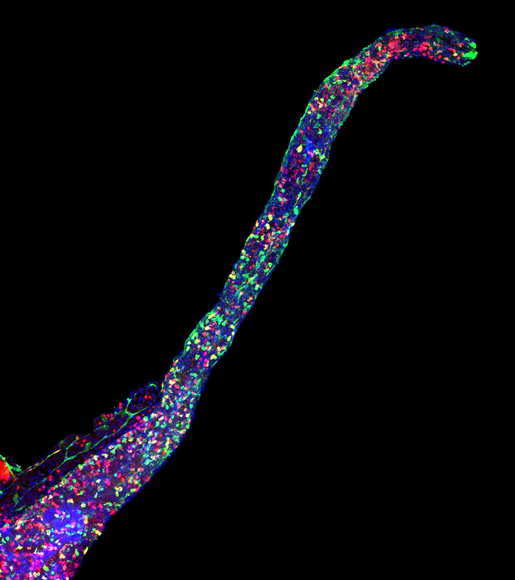 Fluorescence imaging of a zebrafish gut prepared by Mckenna Eklund.