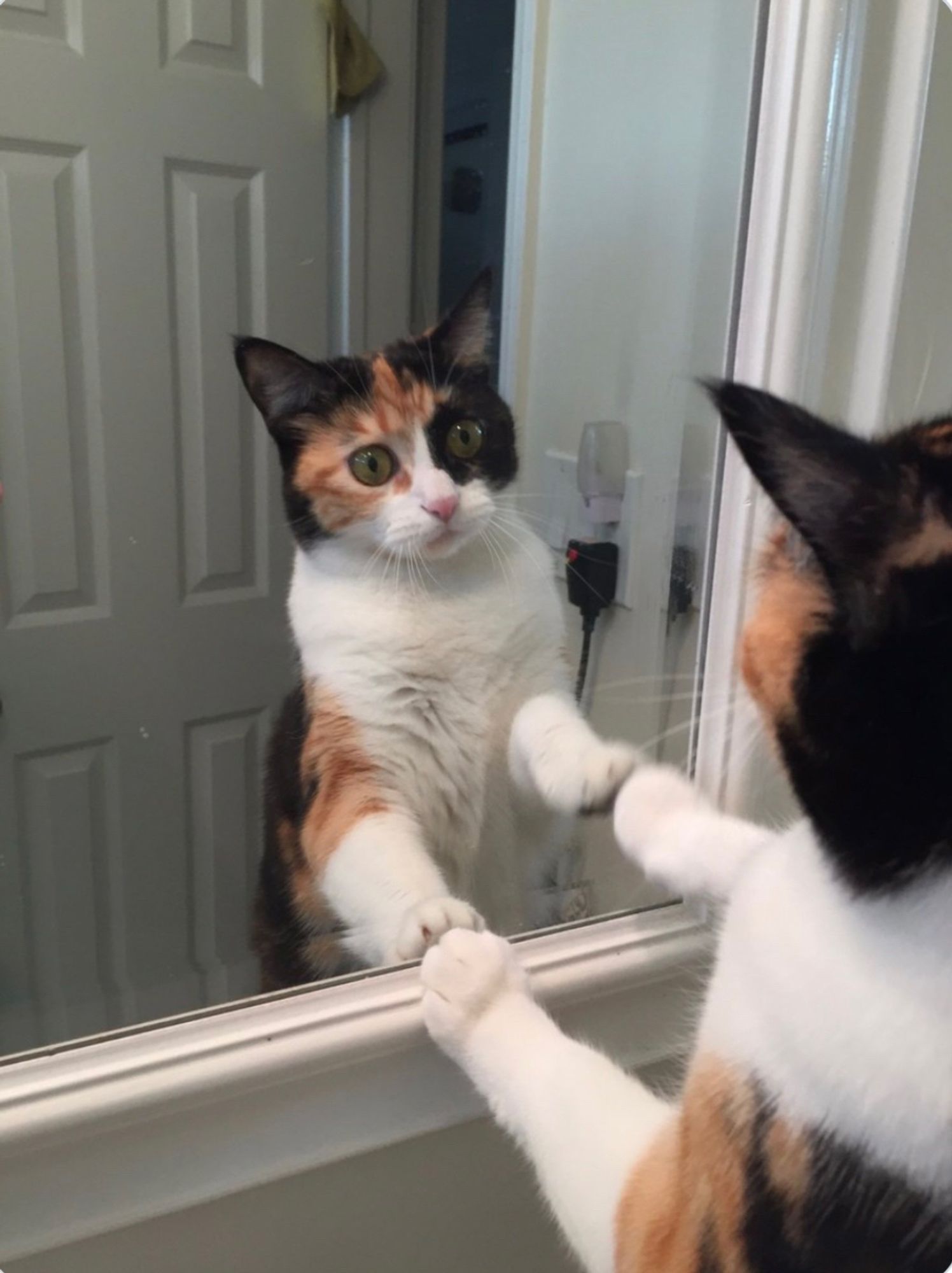 An adorable calico kitty looks in a bathroom mirror in complete shock