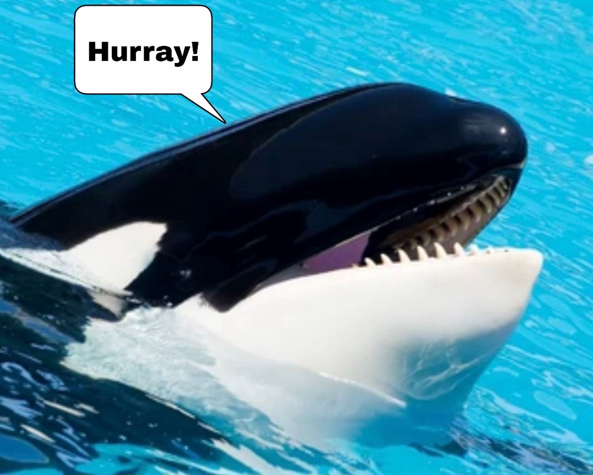 A smiling orca shouts “Hurray!”