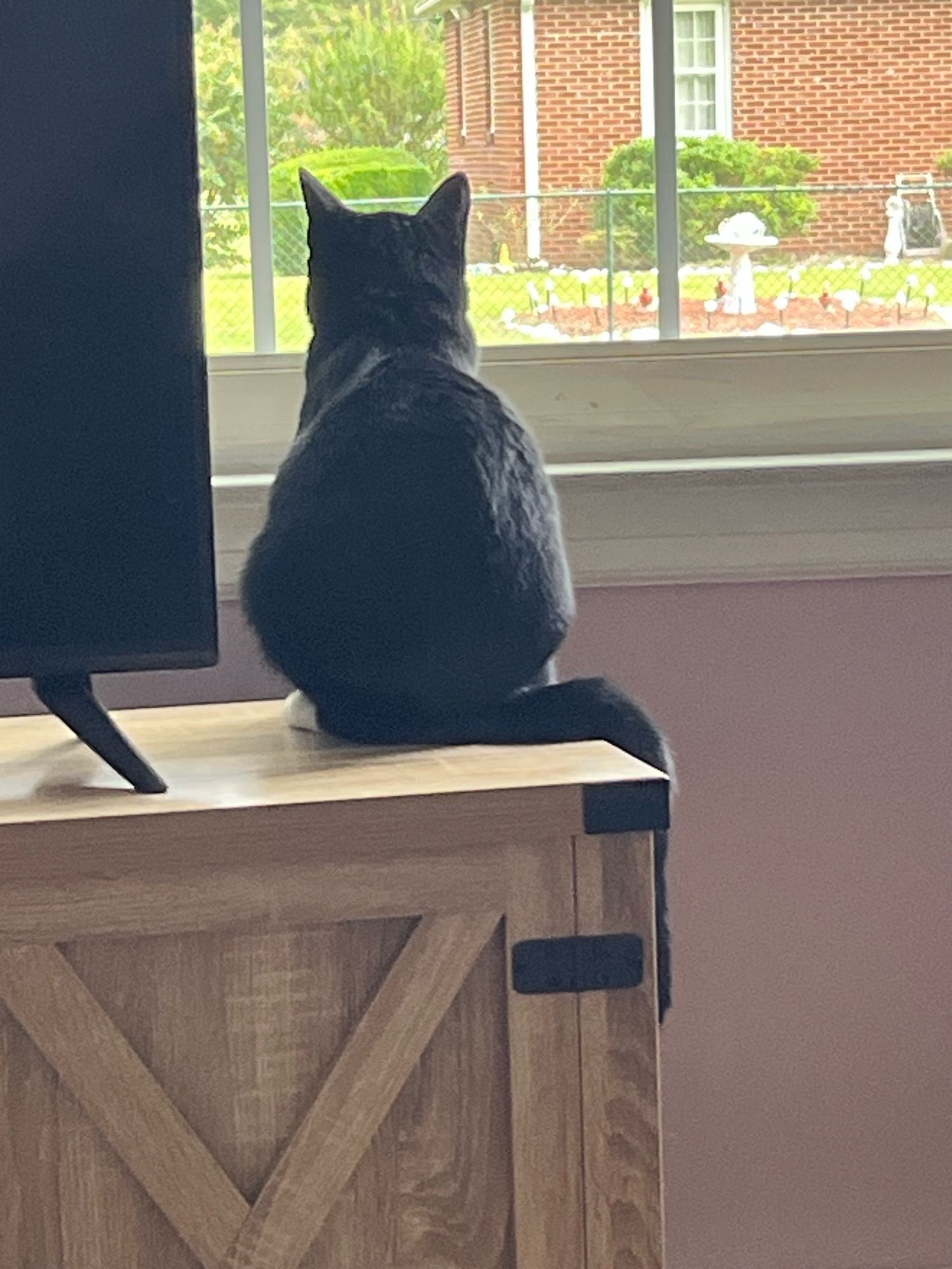 A small tuxedo cat staring intently out a window