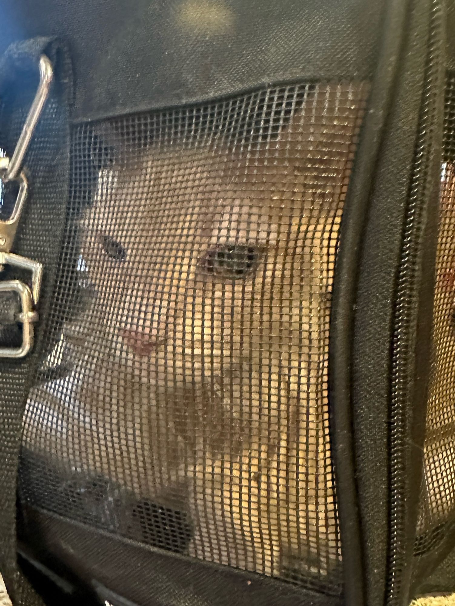 Austin looking angry in his carrier