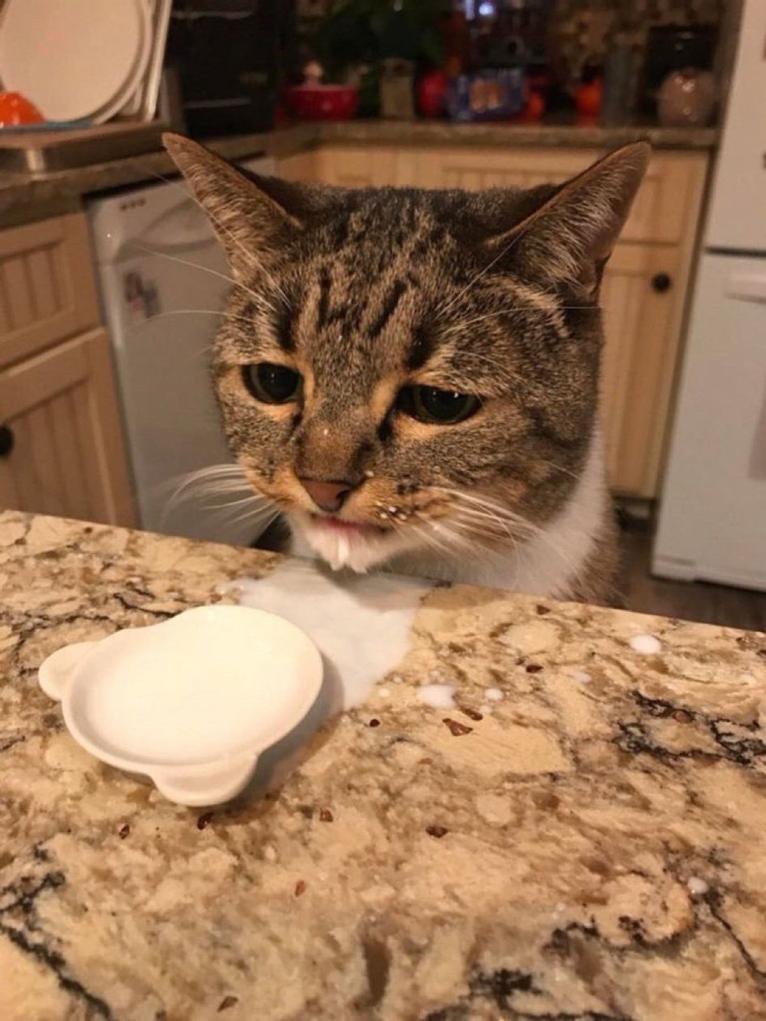 a dejected looking cat covered in milk