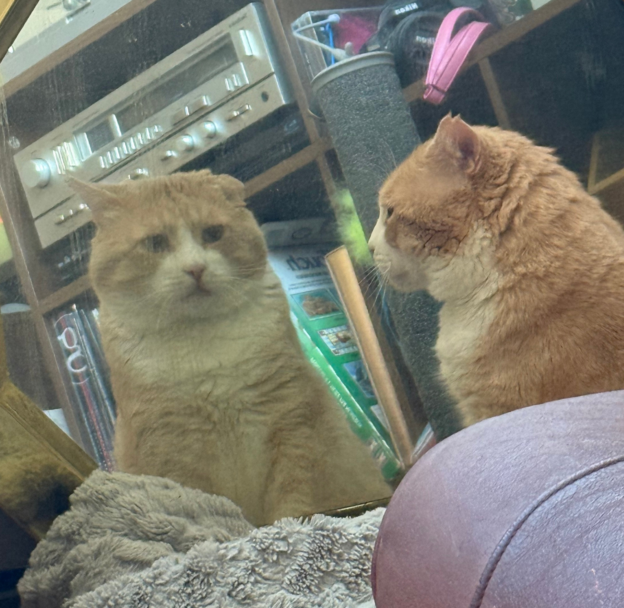 orange cat staring at himself in the mirror 